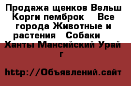 Продажа щенков Вельш Корги пемброк  - Все города Животные и растения » Собаки   . Ханты-Мансийский,Урай г.